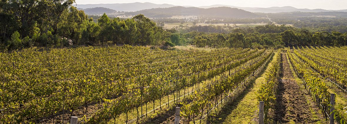 How Queensland’s Salad Bowl grew to become one of Australia’s elite ...